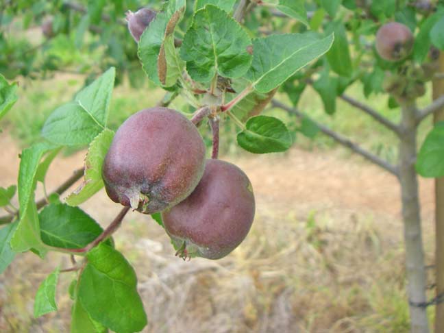 baby apples