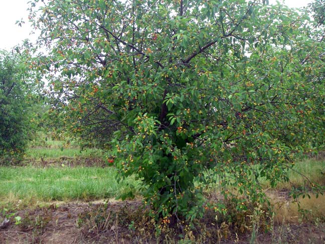 tart cherry trees