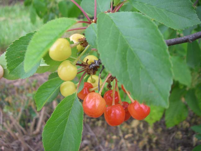 ripening tart cherries