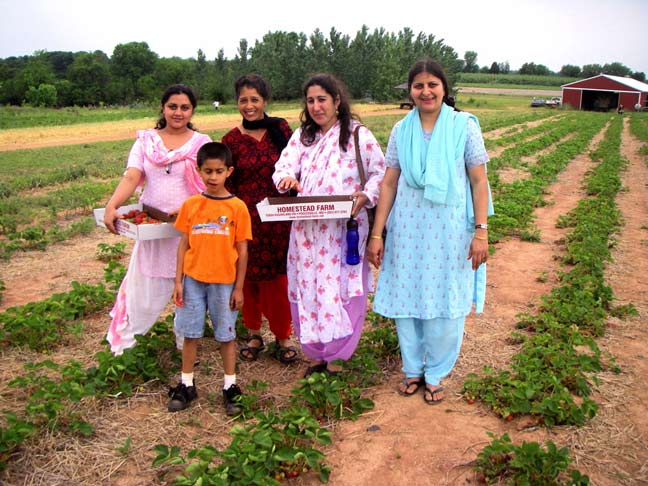 ladies picking strawberries.