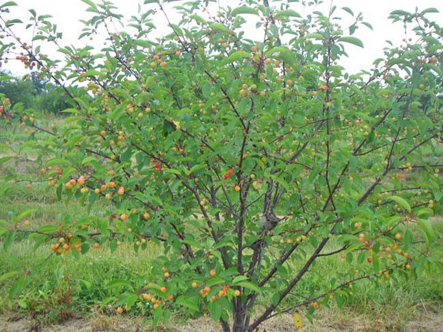 green tart cherry tree