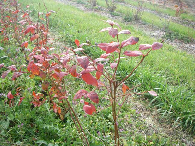 blueberry plants