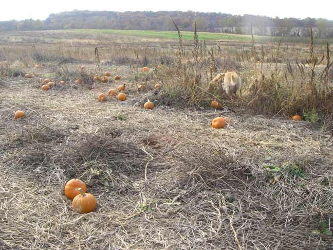 old pumpkin field