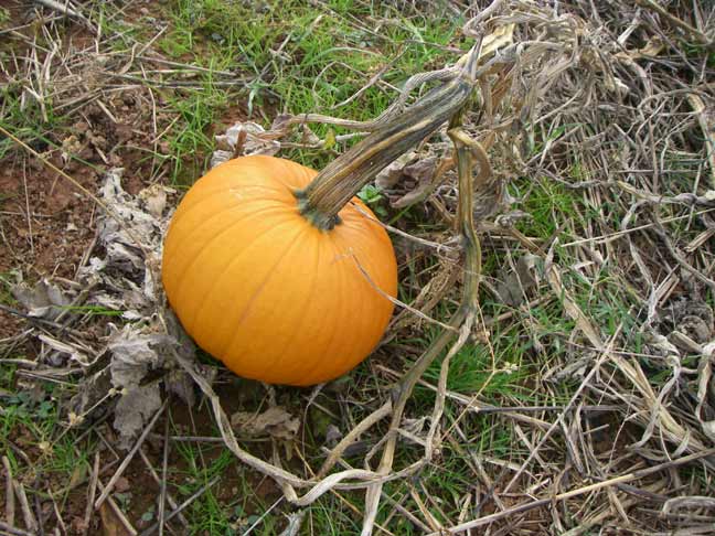 one pumpkin