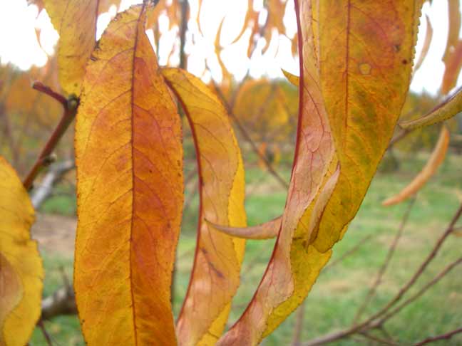 peach leaves