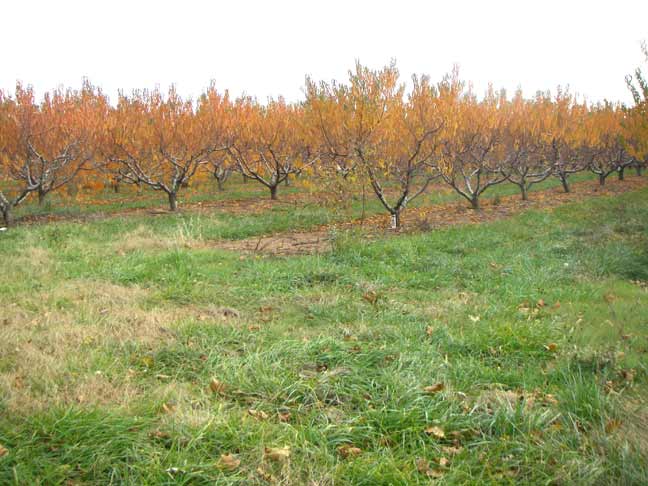 peach orchard