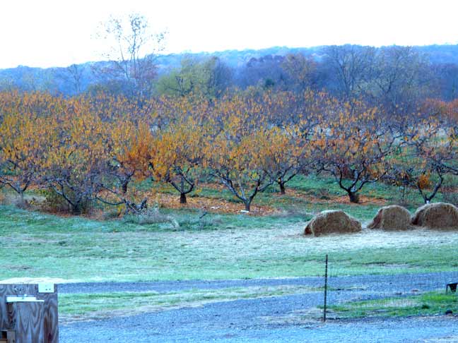 peach orchard