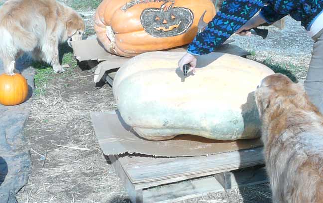 cutting pumpkin