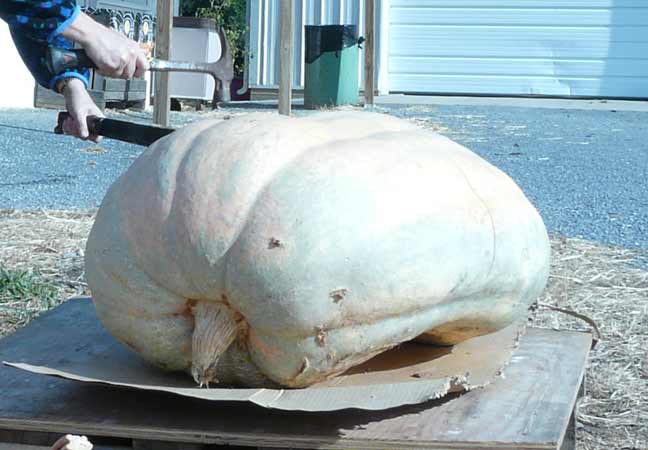 cutting pumpkin