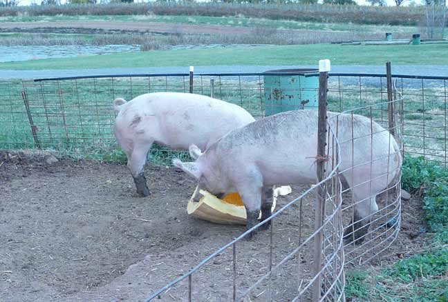 pigs pumpkin