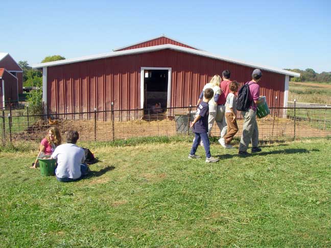 visiting the pigs