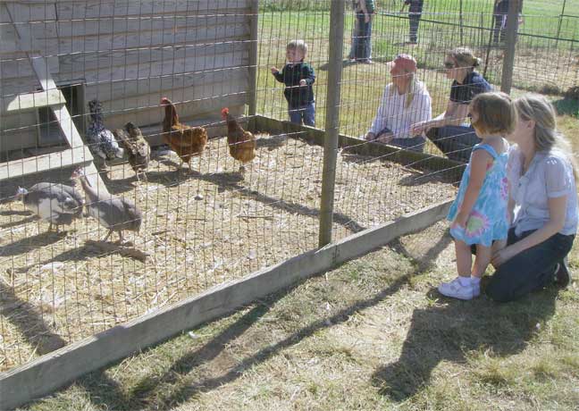 visiting the chickens