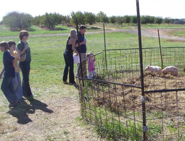 visiting the piglets