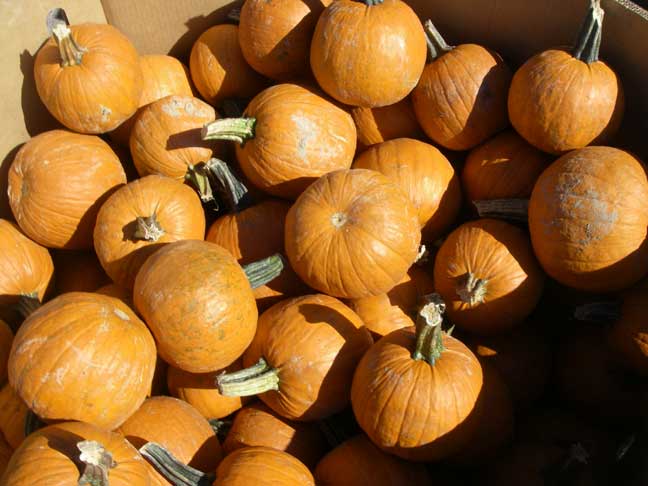 pumpkins