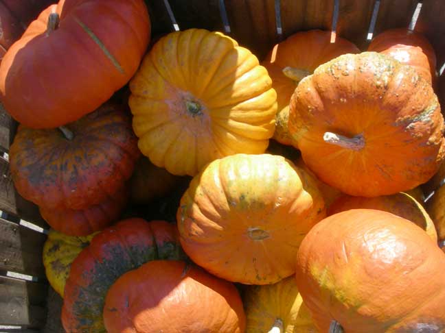 cinderella pumpkins