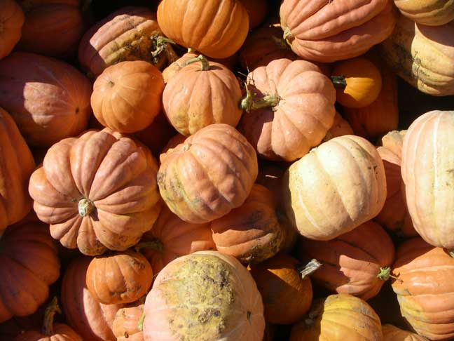 Georgia Bulldog pumpkins