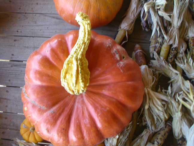 Cinderella pumpkin and gourd