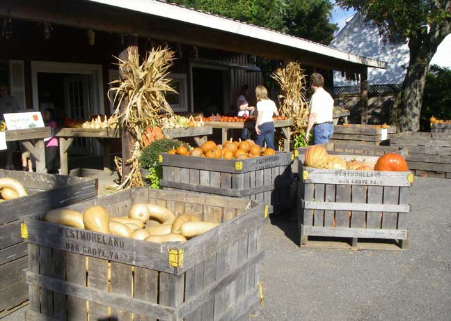 pick out a pumpkins