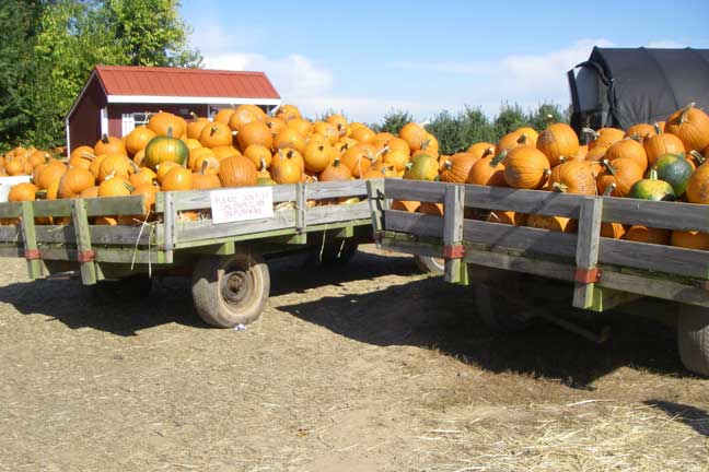 Wagons of pumpkins
