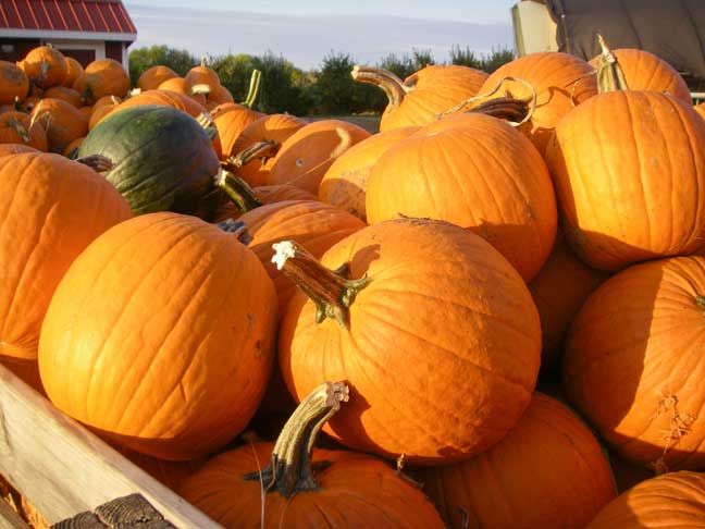 Wagons of pumpkins - close up