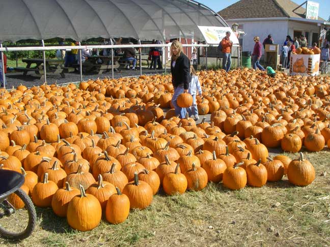 Pumpkins