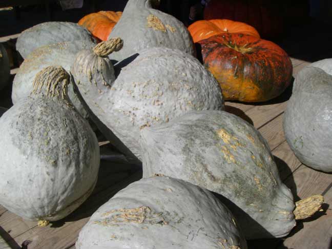 blue hubbard squash