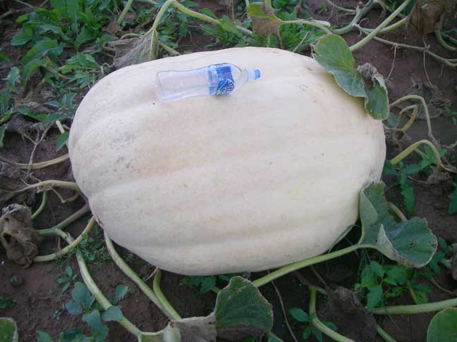 #2 Atlantic Giant pumpkin