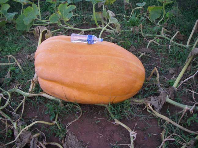 #3 Atlantic Giant pumpkin