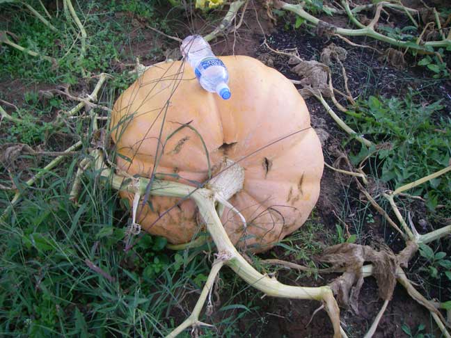 #4 Atlantic Giant pumpkin