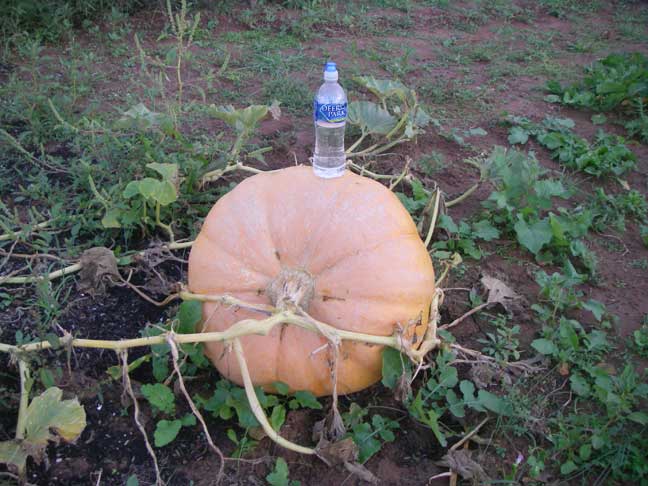 #5 Atlantic Giant pumpkin