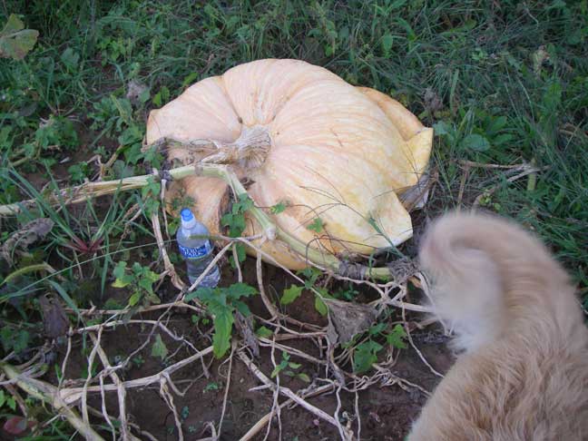 Atlantic Giant pumpkin