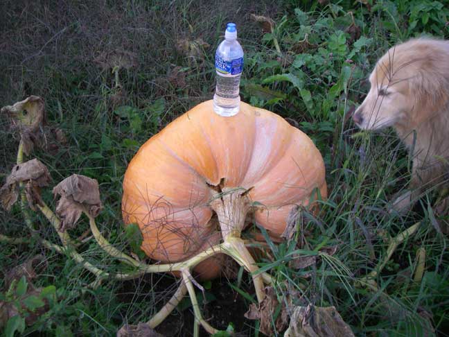 Atlantic Giant pumpkin #7