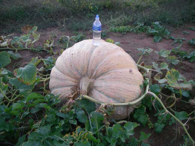 Atlantic Giant pumpkin #8