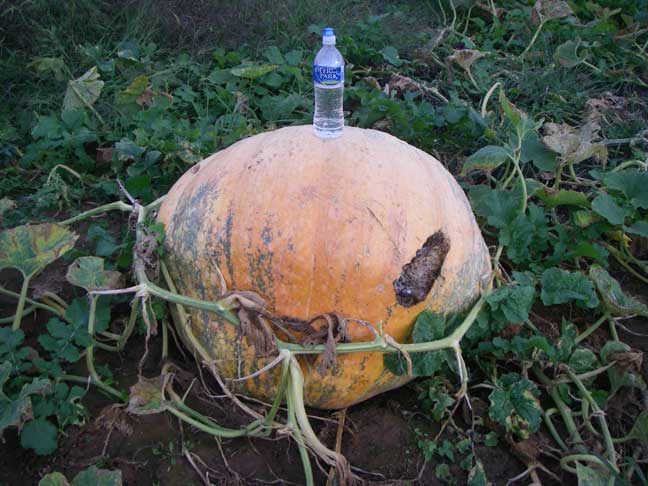 Atlantic Giant pumpkin #8 deer bite