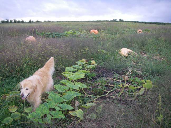 Atlantic Giant pumpkins