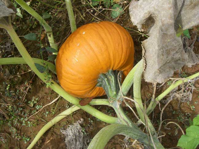 Regular sized pumpkin