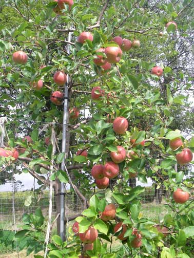 red apple tree