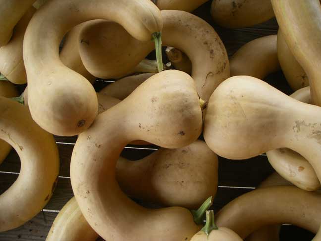 long-necked butternut squash