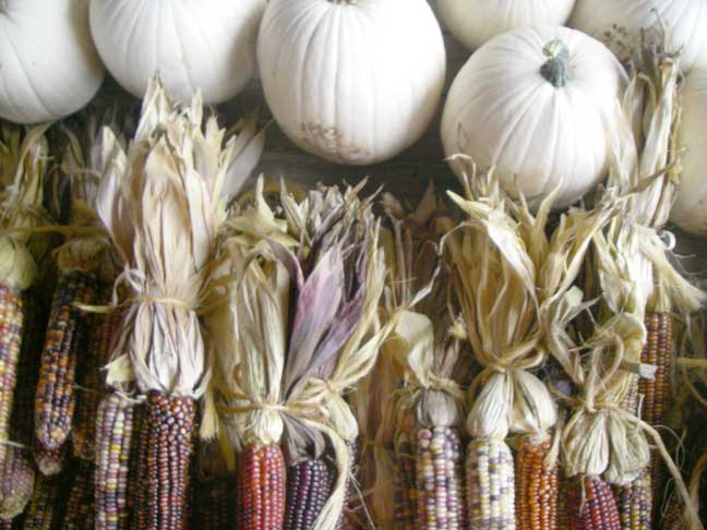 Casper pumpkins and decorative corn