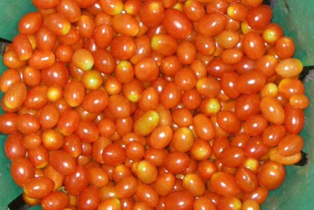 grape tomatoes