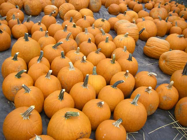 pumpkins