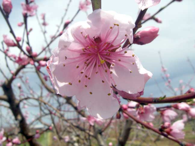 Peach blossoms!