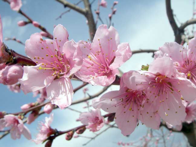 Peach blossoms!