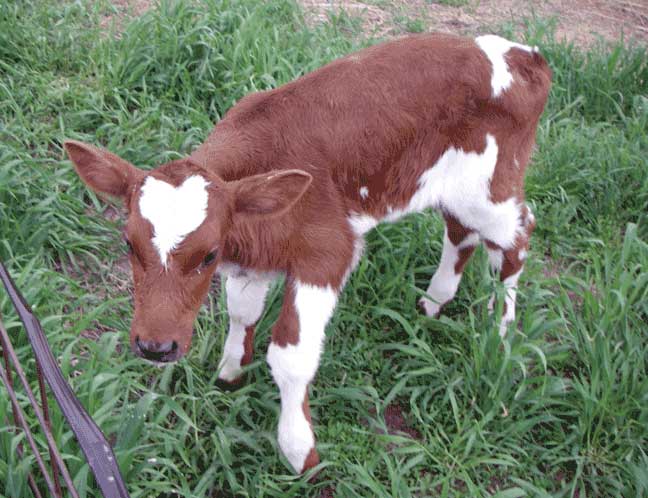 calf