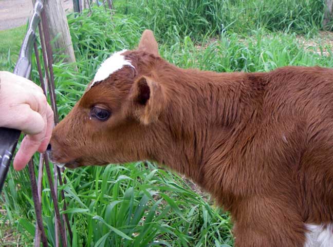 calf