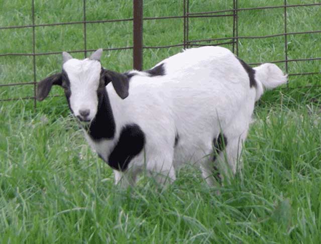 new goats