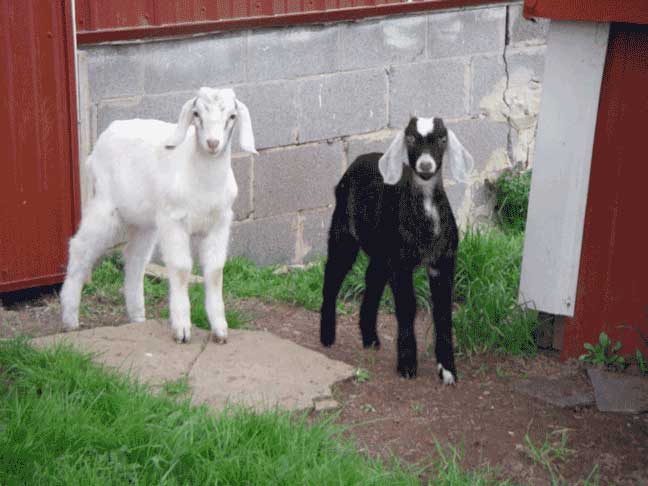 new goats
