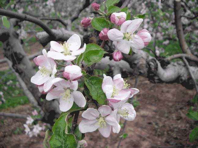 apple blossoms