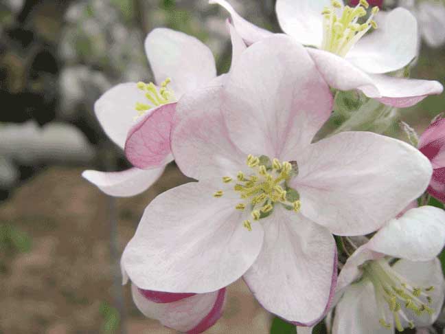 apple blossoms