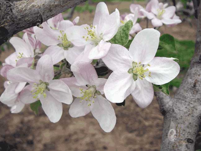 apple blossoms